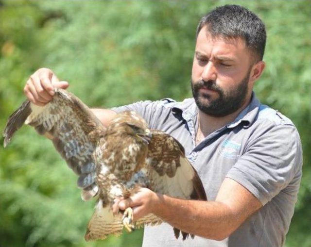 Kanadı Kırık Şahin Tedavi Altına Alındı