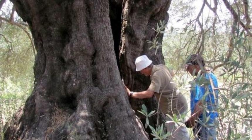 Doğa Dostları Anıt Ağa&ccedil;ların Korunması I&ccedil;in Harekete Ge&ccedil;ti