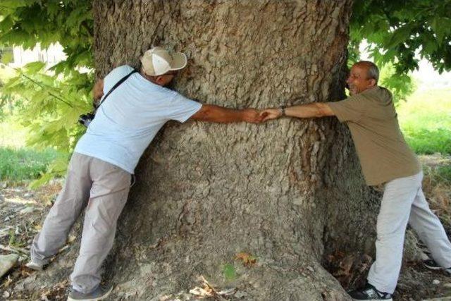 Doğa Dostları Anıt Ağaçların Korunması Için Harekete Geçti