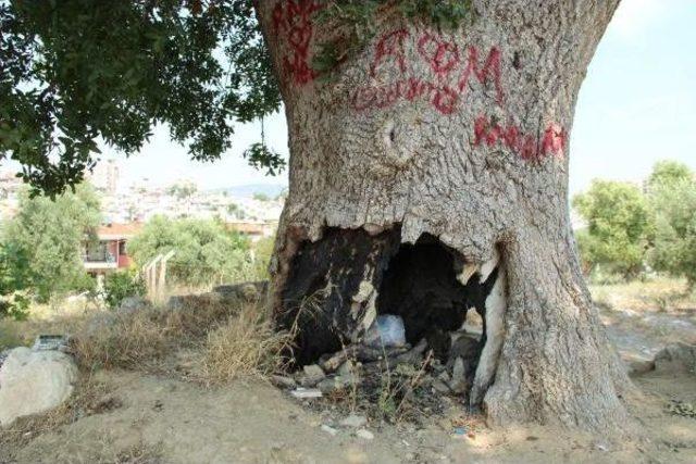 Doğa Dostları Anıt Ağaçların Korunması Için Harekete Geçti