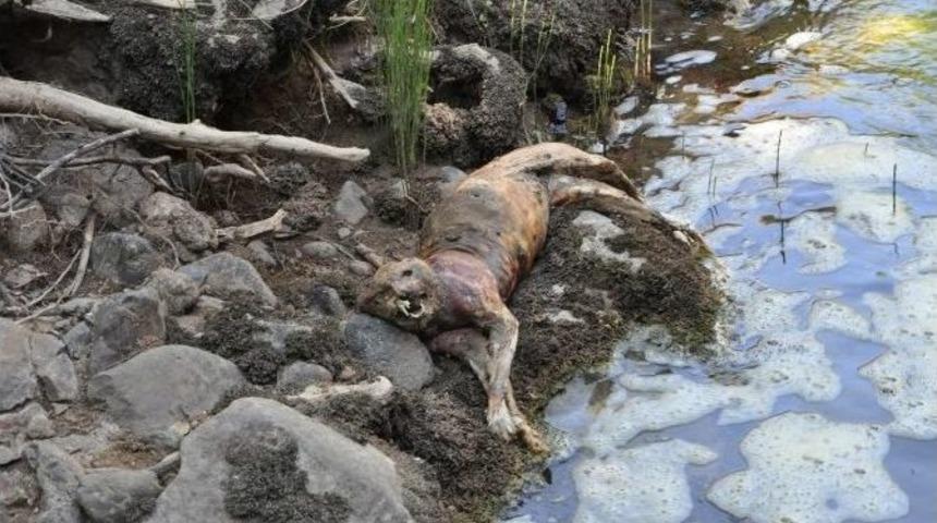 Tunceli&rsquo;de &Ouml;l&uuml; Anadolu Parsı Bulundu