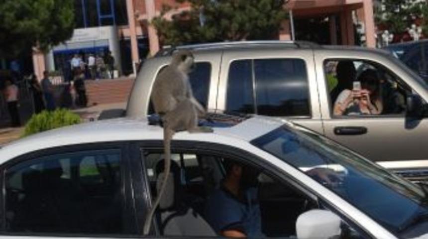 &lsquo;cabbar&rsquo; Şehir Turunda