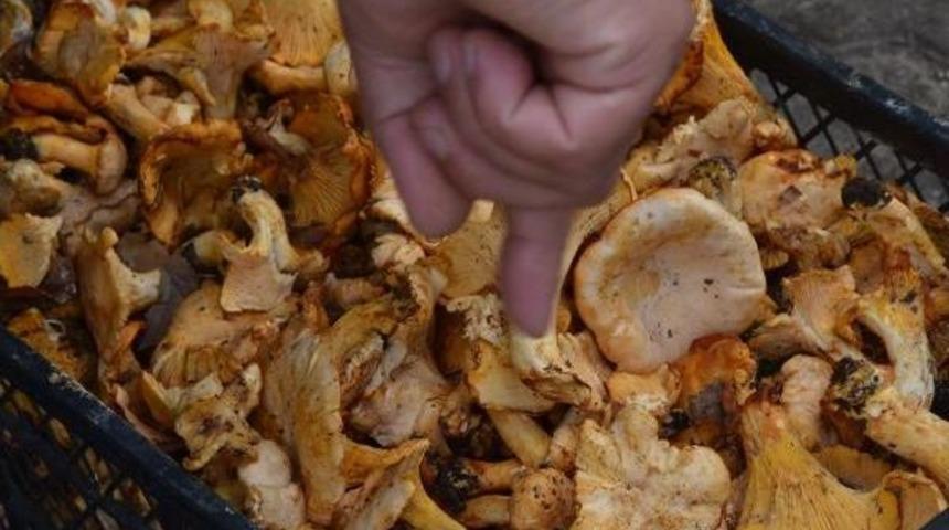 K&ouml;yl&uuml;lerin Topladığı Mantarlar Avrupa'ya Ihra&ccedil; Ediyor