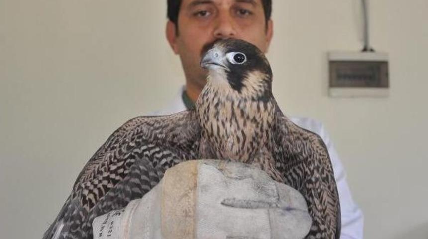 Yaralı Bulunan Doğan, Tedavi Altına Alındı