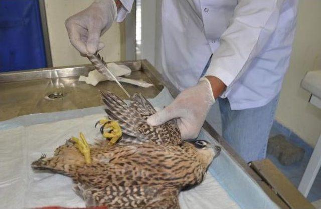 Yaralı Bulunan Doğan, Tedavi Altına Alındı