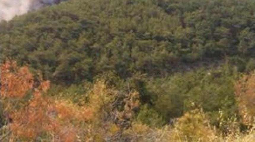 Mersin'de Orman Yangını, 1 Mahalle Boşaltıldı