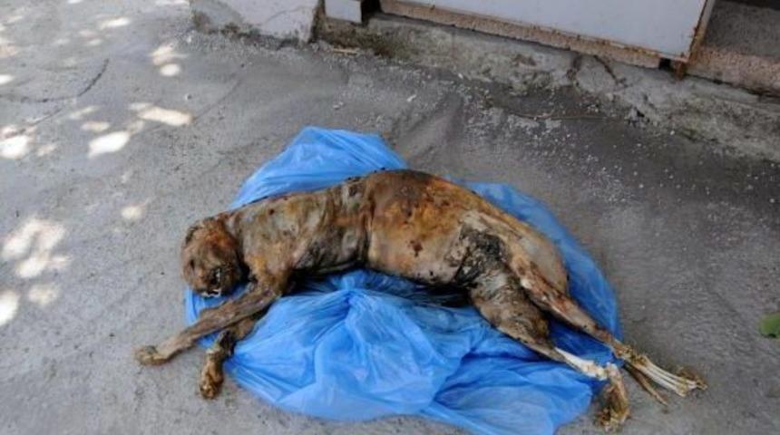 Tunceli'de Boğularak &Ouml;len Anadolu Parsı Bulundu