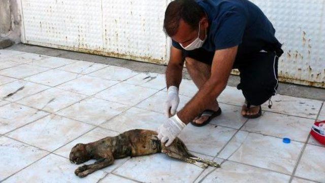 Tunceli'de Boğularak Ölen Anadolu Parsı Bulundu