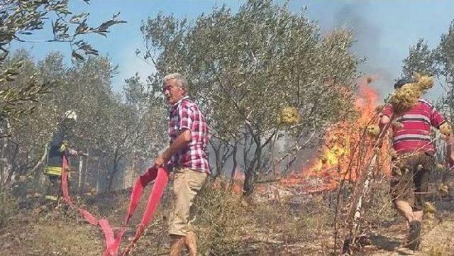 Avşa Adası’Nda Çöplükte Çıkan Yangın Zeytinliklere Sıçradı