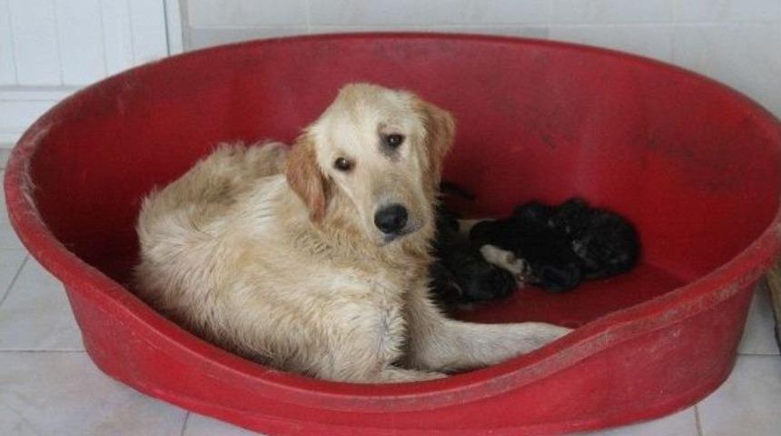 (&ouml;zel Haber) Dostlarını Sokağa Bırakıyorlar