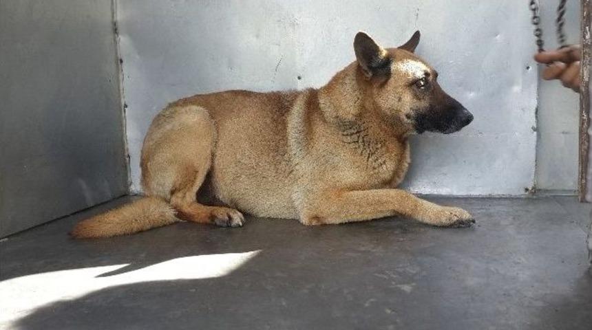 Beyoğlu Belediyesi&rsquo;nden Sokak Hayvanlarına Akıllı Kimlik