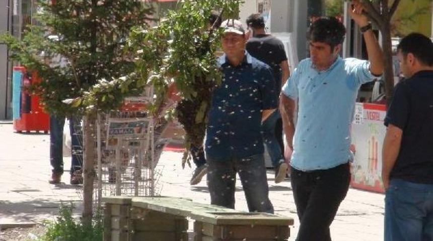 &Uuml;z&uuml;m Değil Arı Salkımı