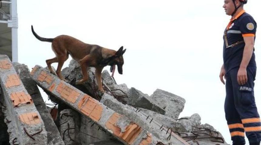 Bu K&ouml;pekler, Enkaz Altındaki Canlıyı 3- 7 Dakika I&ccedil;inde Buluyor