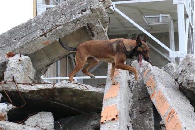 Bu Köpekler, Enkaz Altındaki Canlıyı 3- 7 Dakika Içinde Buluyor