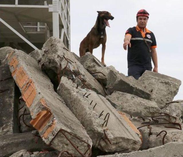 Bu Köpekler, Enkaz Altındaki Canlıyı 3- 7 Dakika Içinde Buluyor