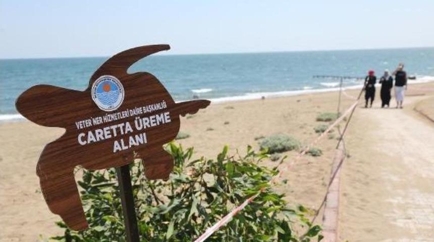 Caretta Caretta Eggs Begin To Hatch In Mersin