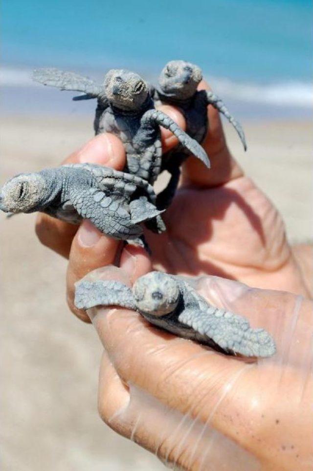 Caretta Caretta Eggs Begin To Hatch In Mersin