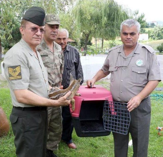 2 Haftalık Yavru Karaca Yaralı Olarak Bulundu