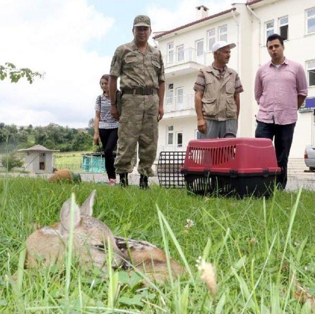 2 Haftalık Yavru Karaca Yaralı Olarak Bulundu