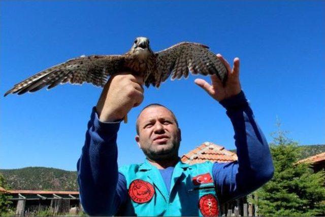 Evde Beslediği Kerkenezi Doğaya Salınması Için 550 Kilometre Yol Yapıp Burdur'a Getirdi