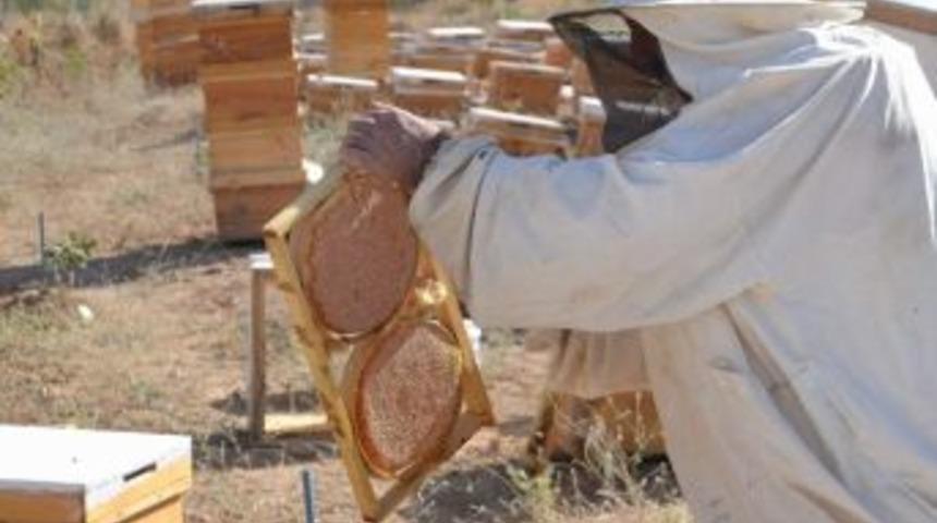 Siirt&rsquo;te Bal &Uuml;retimi Y&uuml;zde 50 Arttı