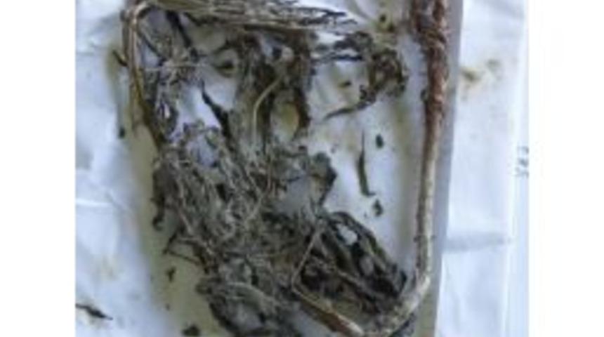 Lapseki&rsquo;de Hint Keneviri Ele Ge&ccedil;irildi