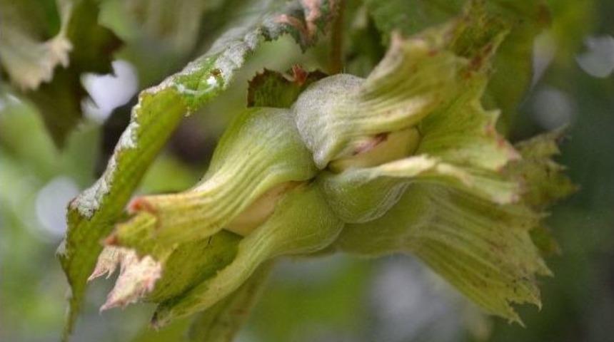 &Uuml;nal: "olgunlaşmadan Toplanan Fındık Ekonomiye Zarar Verir"
