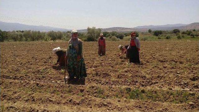 Tarım İşçileri Muayeneden Geçti