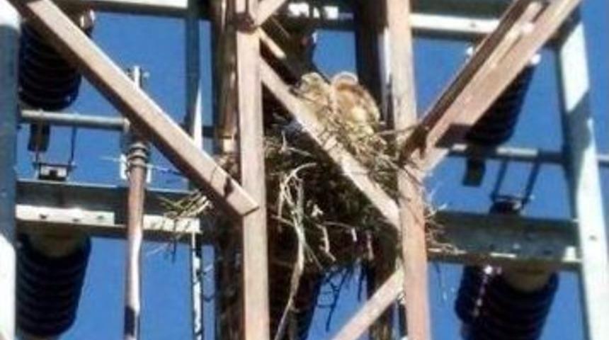 Anneleri &Ouml;len Şahinin Yavruları Kurtarıldı