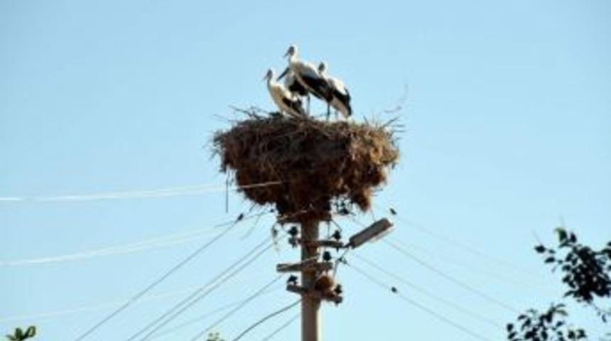 Leyleklerin Tercihi Yine Aliağa