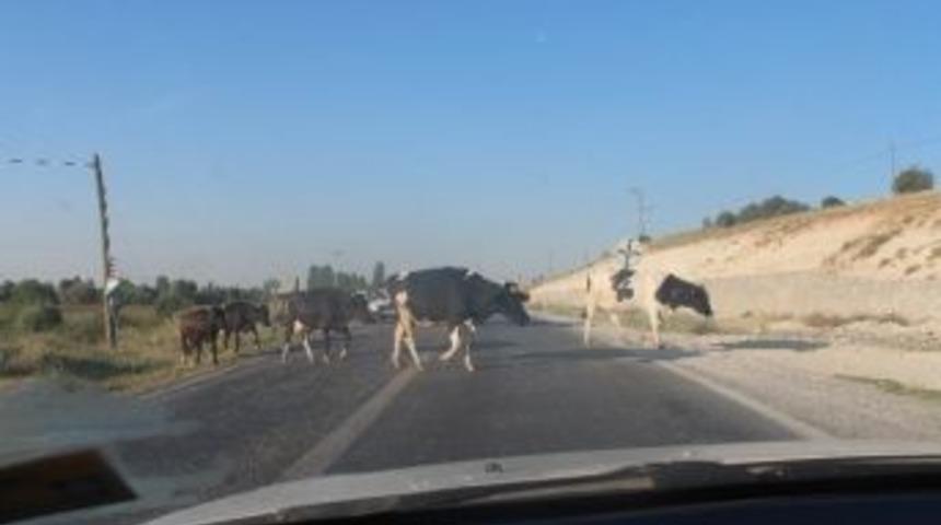 Karayoluna &Ccedil;ıkan İnek S&uuml;r&uuml;leri Yol G&uuml;venliğini Tehlikeye D&uuml;ş&uuml;r&uuml;yor