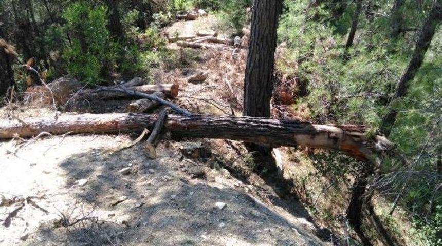 Kestiği Ağacın Altında Kaldı