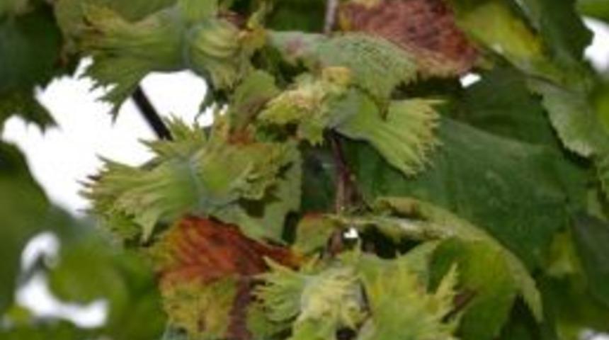 Ftg&rsquo;nin 2015 Fındık Rekolte Tahmini 733 Bin Ton