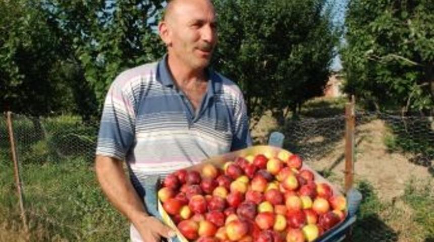 Eriğin Kilogram Fiyatı 1 Liraya Kadar D&uuml;şt&uuml;