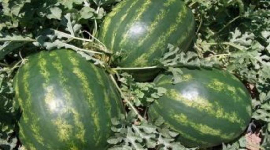 Karacabey Karpuzu &Ccedil;ift&ccedil;iyi G&uuml;ld&uuml;rmedi