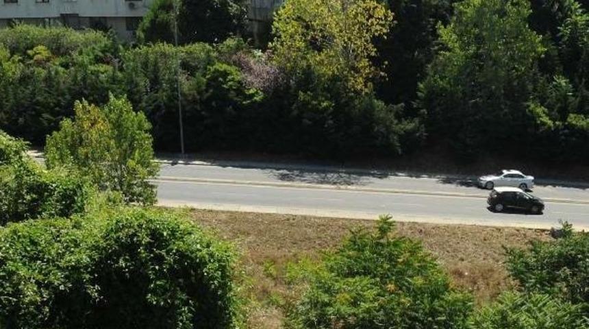 Etiler'de Ağa&ccedil;lık Alana G&ouml;m&uuml;len K&ouml;pek, Polisi Alarma Ge&ccedil;irdi