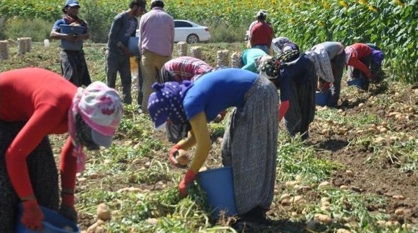 M&uuml;lteciler Patates İş&ccedil;isi Oldu