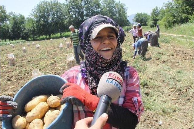 Mülteciler Patates İşçisi Oldu