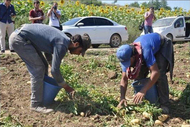 Mülteciler Patates İşçisi Oldu