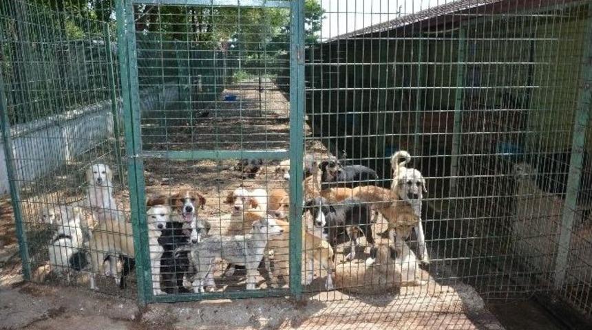 Barınakta Hayvanların Tıbbi Rehabilitasyonu Yapılıyor