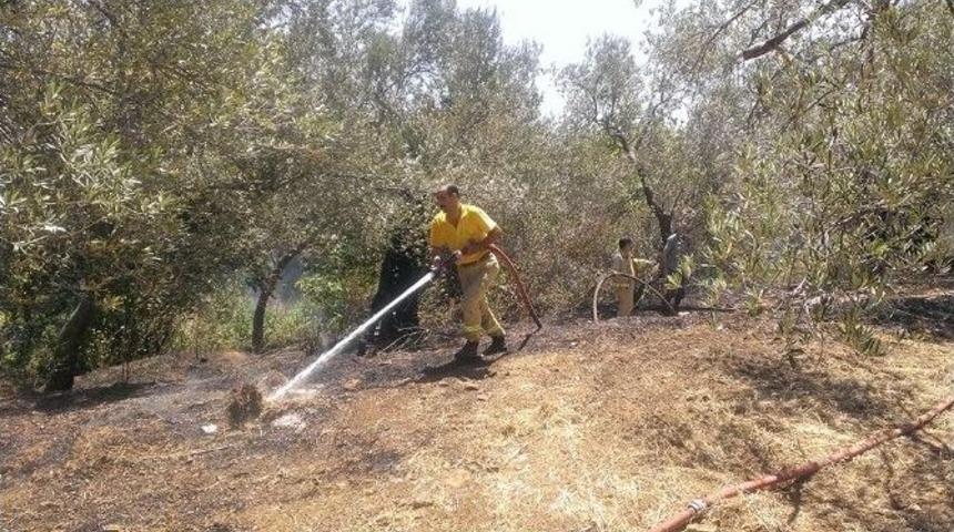 Edremit&rsquo;te Zeytinlik Yangını