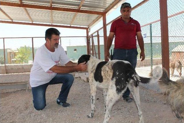 Hayvan Katliamlarına ’dur’ Demek İçin Yollara Çıktı