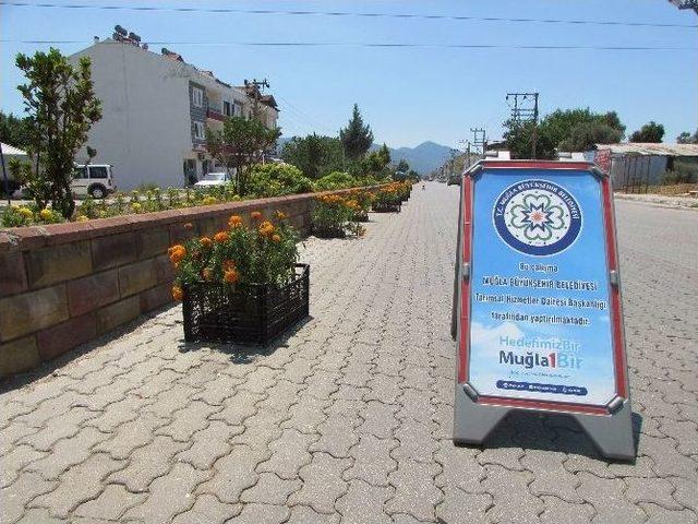 Muğla’da Üretilen Çiçekler Muğla’yı Süslüyor