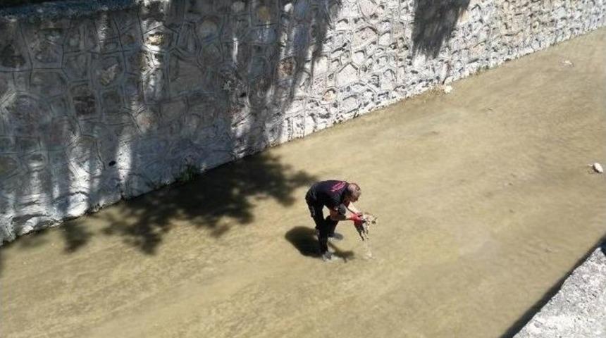 Kanala D&uuml;şen Kediyi İtfaiye Ekipleri Kurtardı