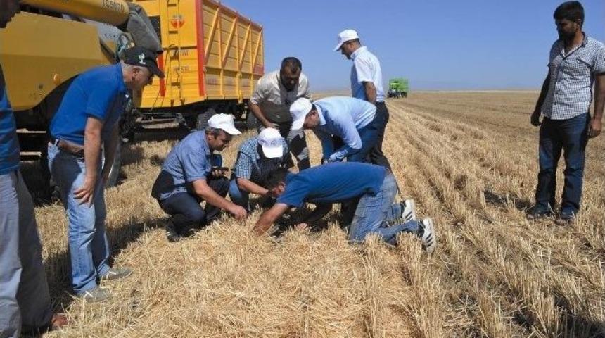 Muş&rsquo;ta Buğday Hasadı Başladı