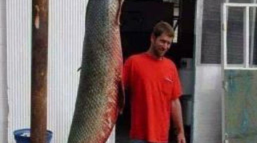 2,5 Metrelik Balık G&ouml;renleri Hayrete D&uuml;ş&uuml;rd&uuml;