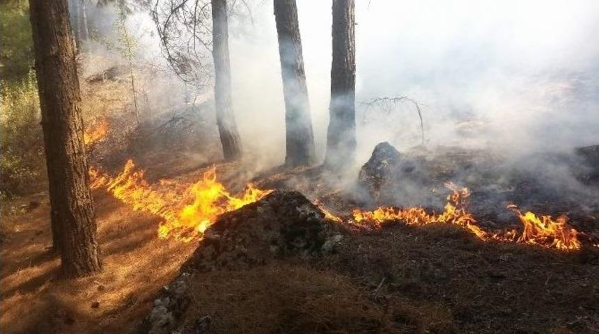 Siirt&rsquo;te Orman Yangını