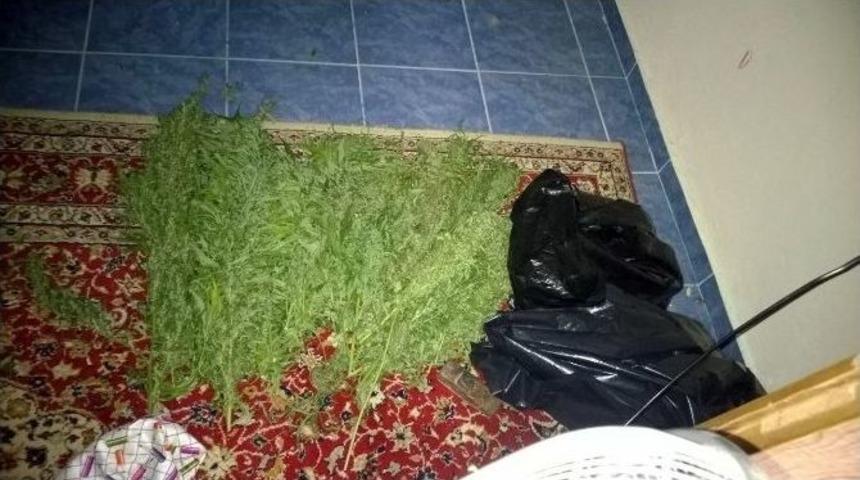 Jandarmadan 1 Milyon Tl&rsquo;lik Kenevir Operasyonu