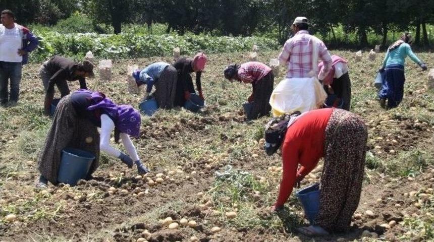 Patates Fiyatları G&uuml;ld&uuml;rd&uuml;, Rekolte &Uuml;zd&uuml;