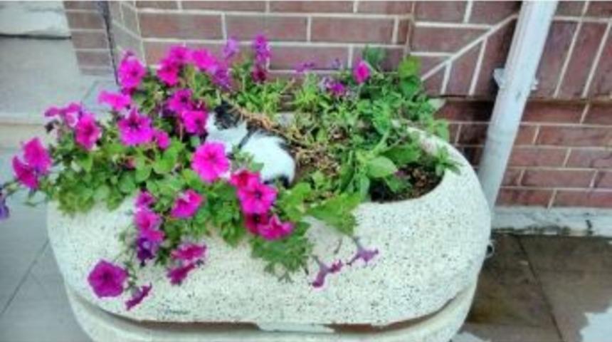 Şero&rsquo;ya Rakip Yenişehir&rsquo;den